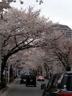 練馬春日町付近の桜