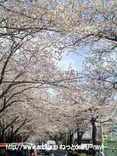 松戸市八柱霊園脇の桜