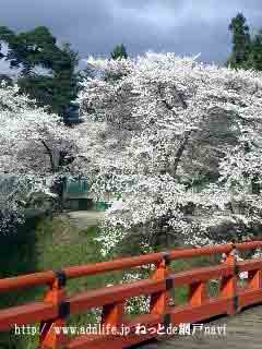 廊下橋の桜