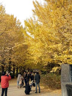 昭和記念公園　いちょう橋から