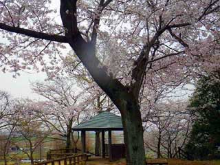 あけぼの山の桜２０１２