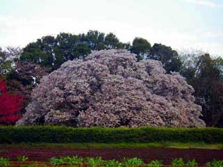 印西吉高の大桜２０１２