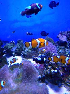 大洗水族館