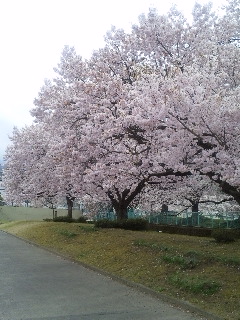 公園脇の桜