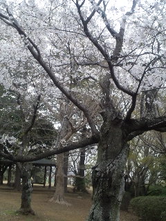 2011.4.12の桜