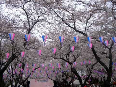 公園の桜