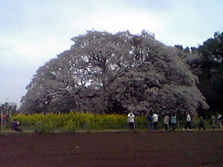 吉高の大桜2011