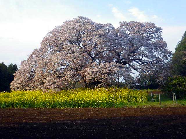吉高の大桜2012
