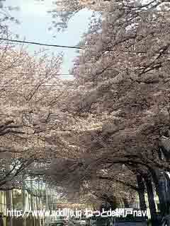 くぬぎ山の桜2011