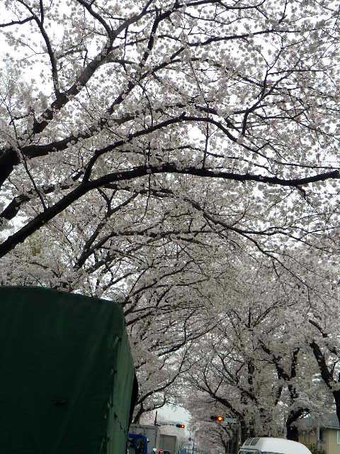 くぬぎ山の桜2012