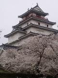 会津　鶴ヶ城の桜
